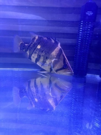 熱帯魚