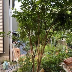 シマトネリコの木　2m