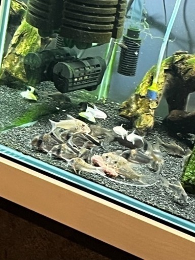 コリドラス5種類(熱帯魚精査中)