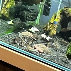 コリドラス5種類(熱帯魚精査中)