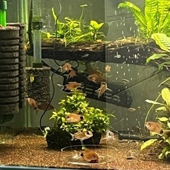 コリドラス5種類(熱帯魚精査中)