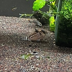 コリドラス5種類(熱帯魚精査中)