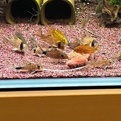コリドラス5種類(熱帯魚精査中)