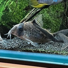 コリドラス5種類(熱帯魚精査中)