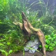 （一時受付中止）熱帯魚　水槽　水草