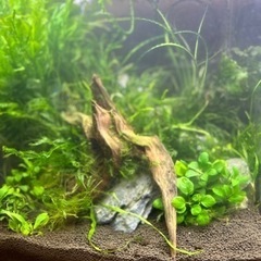 （一時受付中止）熱帯魚　水槽　水草