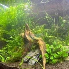 （一時受付中止）熱帯魚　水槽　水草