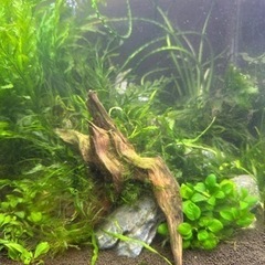 （一時受付中止）熱帯魚　水槽　水草