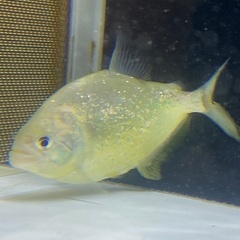 ダイヤモンドイエローピラニア 