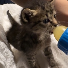 生後3週くらいミルク子猫♡キジ