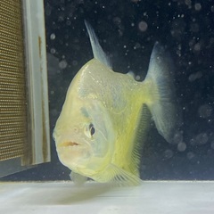 ダイヤモンドイエローピラニア 