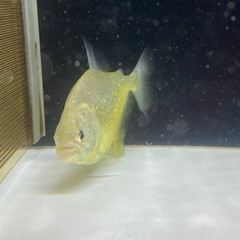 ダイヤモンドイエローピラニア 