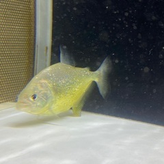 ダイヤモンドイエローピラニア 