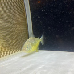 ダイヤモンドイエローピラニア 