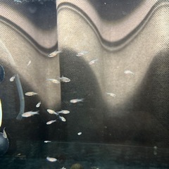 ミクロラスボラハナビの幼魚
