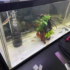 ９０センチ水槽