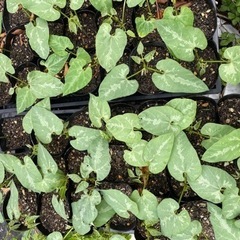 驚異のスーパーフード「ムクナ豆」の苗 