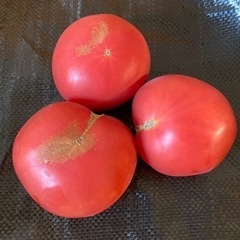 大玉トマト　3個　訳あり