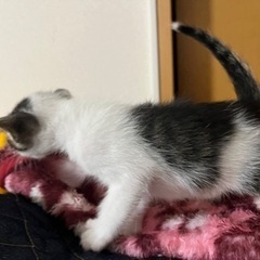 生後１か月の子猫　白キジ　里親募集中