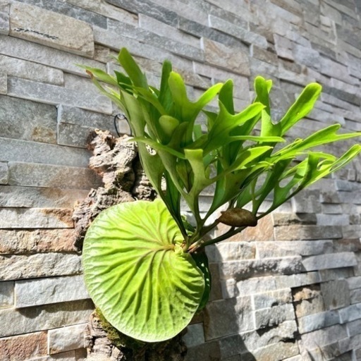 P.ridleyi wild_リドレイ ワイルド◇ ビカクシダ