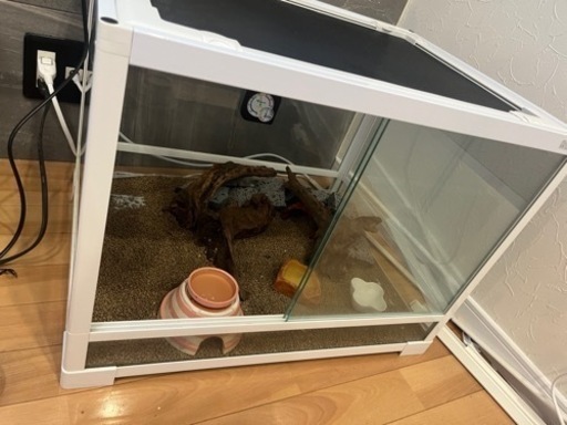 爬虫類　ゲージ　　初めて飼う人　セット