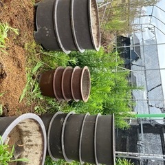無料　盆栽鉢　寄せ植え鉢　手作り鉢  植木鉢　