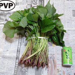 送料無料】紅はるか苗1000本 25000円