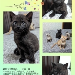 【黒猫】4兄妹