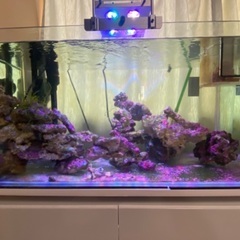 “Sale”熱帯魚水槽セット(30000)