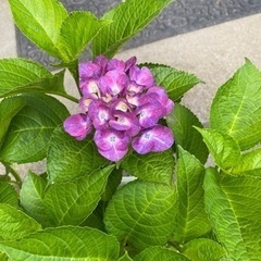 紫陽花-11 