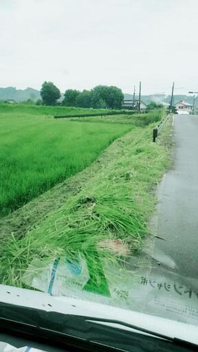草刈り作業