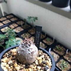 ウィンゾリー 実生 3年 希少 まん丸 良株