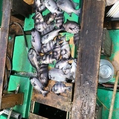 スポーツ  釣り  石鯛竿