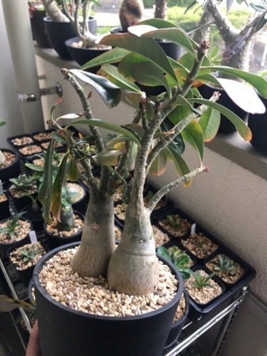 アデニウム　アラビカム　２本植え