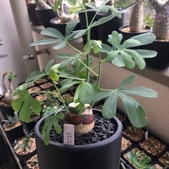 アデニアグラウカ　実生　3年　良株