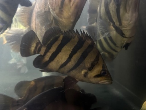 ダトニオプラスワン 約17㎝