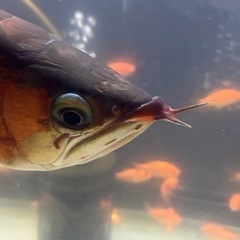 熱帯魚、古代魚、カプアスフル