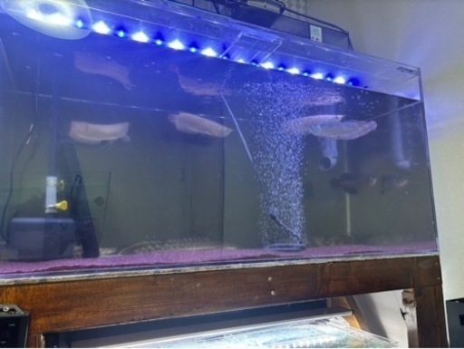アロワナ　古代魚　大型魚