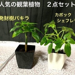 【Y8】植木鉢のままお渡し　観葉植物２点セット　発財樹パキラ　カ...