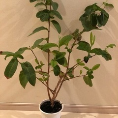 ピンクグァバ鉢植え苗木