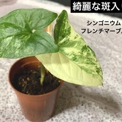 【A3】植木鉢のままお渡し　白い斑入り葉が美しい　シンゴニウムフ...