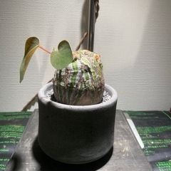 ボンバックス　割引有