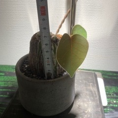 ボンバックス　割引有