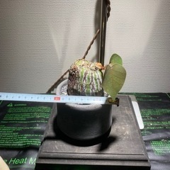 ボンバックス　割引有