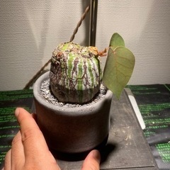 ボンバックス　割引有