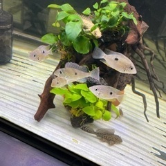 ９０センチ水槽