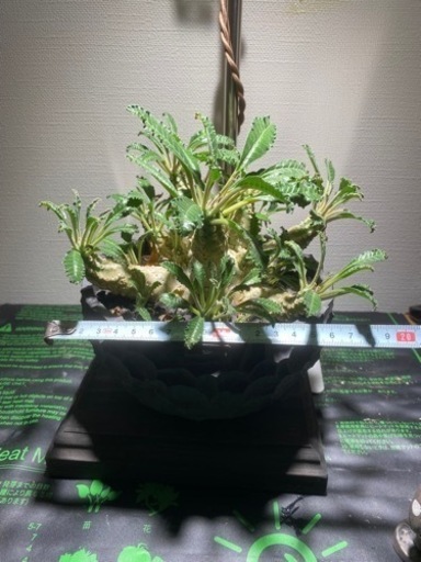 ドルステニアラブラニー特大 オス株 Dorstenia lavranii ドルステニ