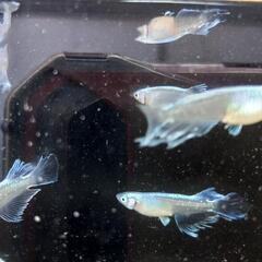 エルビスメダカ 10匹セット (ヒロ) 南鳩ヶ谷のその他の中古あげます  