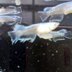 エルビスメダカ 10匹セット (ヒロ) 南鳩ヶ谷のその他の中古あげます  