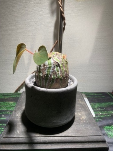 植物まとめ売 価格相談可 - ガーデニング 